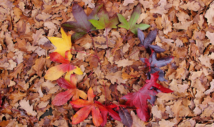 Circle of Leaves